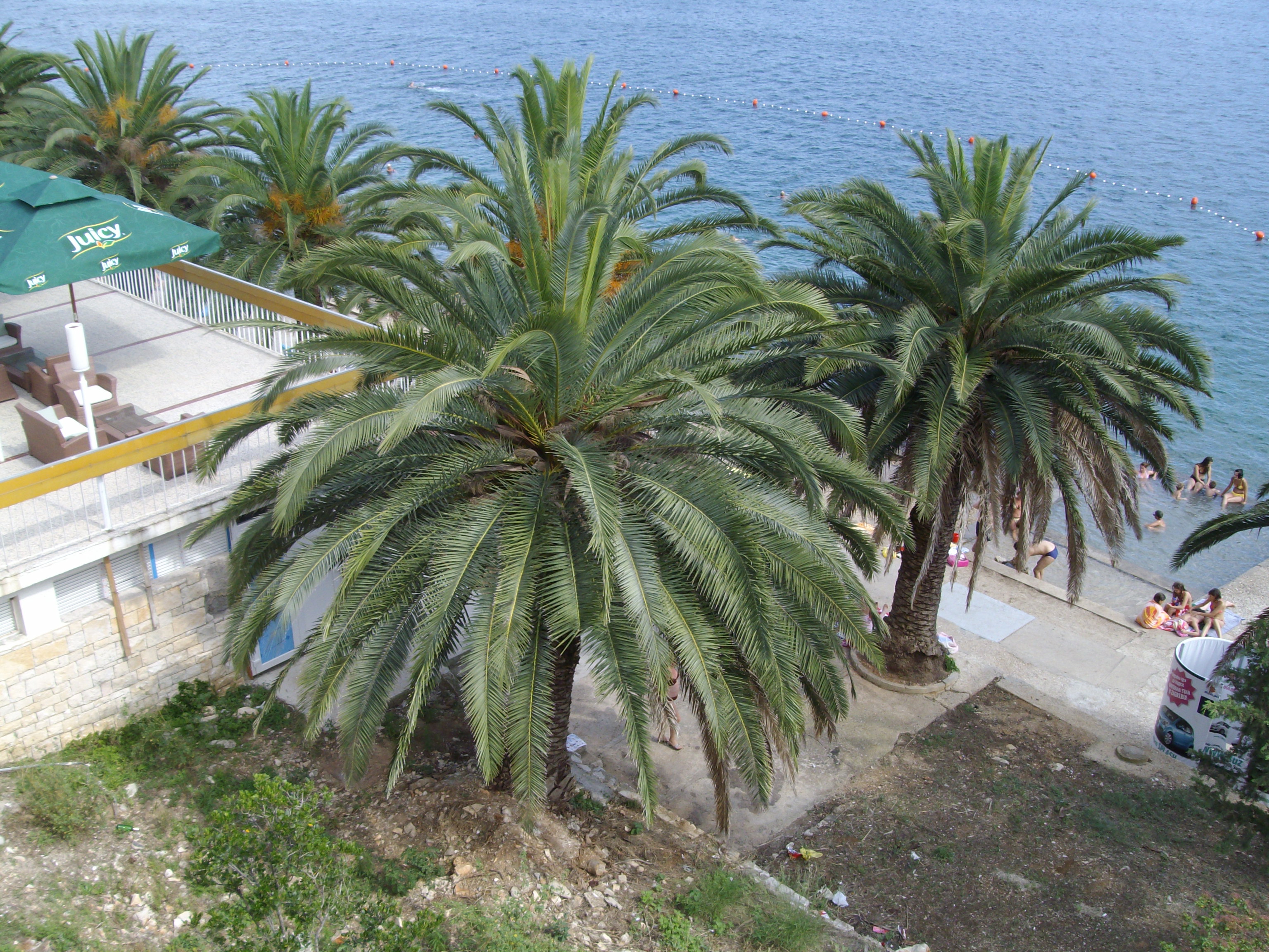 IMGP3675.JPG